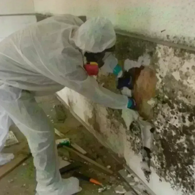 Mold Remediation and Removal in Browning, MT